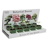 Pronto Seed Grow Your Own Bonsai Tree Kit with 5 Bonsai Seeds...