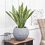 Sansevieria Laurentii Plant - Premium Evergreen Potted Indoor...