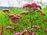 Common Valerian (Valeriana officinalis) 50 Seeds