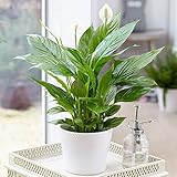 Spathiphyllum Peace Lily Indoor Plant - Air-Purifying Houseplant...