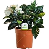 Gardenia Jasminoides - 1 Plant - House/Office Live Indoor Pot...