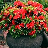 1 X RED Azalea Japanese Evergreen Shrub Hardy Garden Plant in...