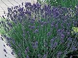 Pack x6 English Lavender Angustifolia 'Munstead' Perennial Garden...