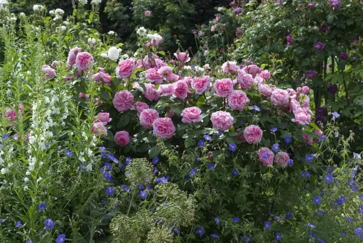 cottage garden layouts