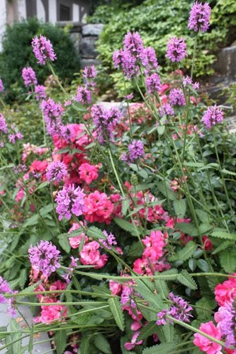 cottage garden layouts