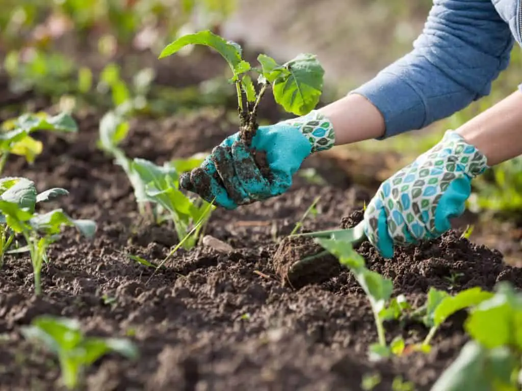 How Gardening Benefits Your Health