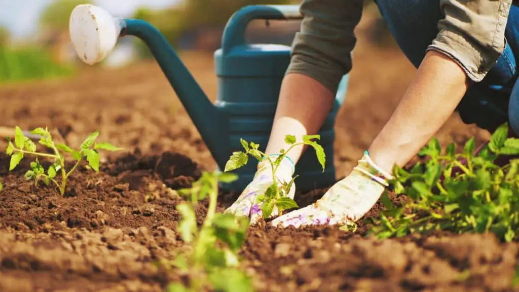 How Gardening Benefits Your Health