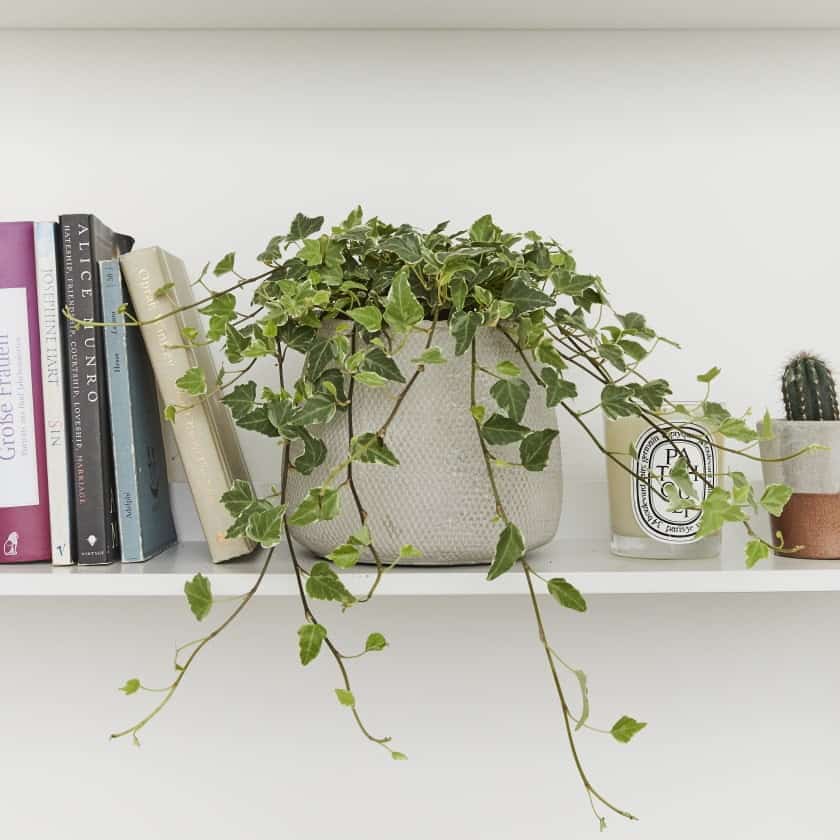 5 sleep enhancing bedroom plants