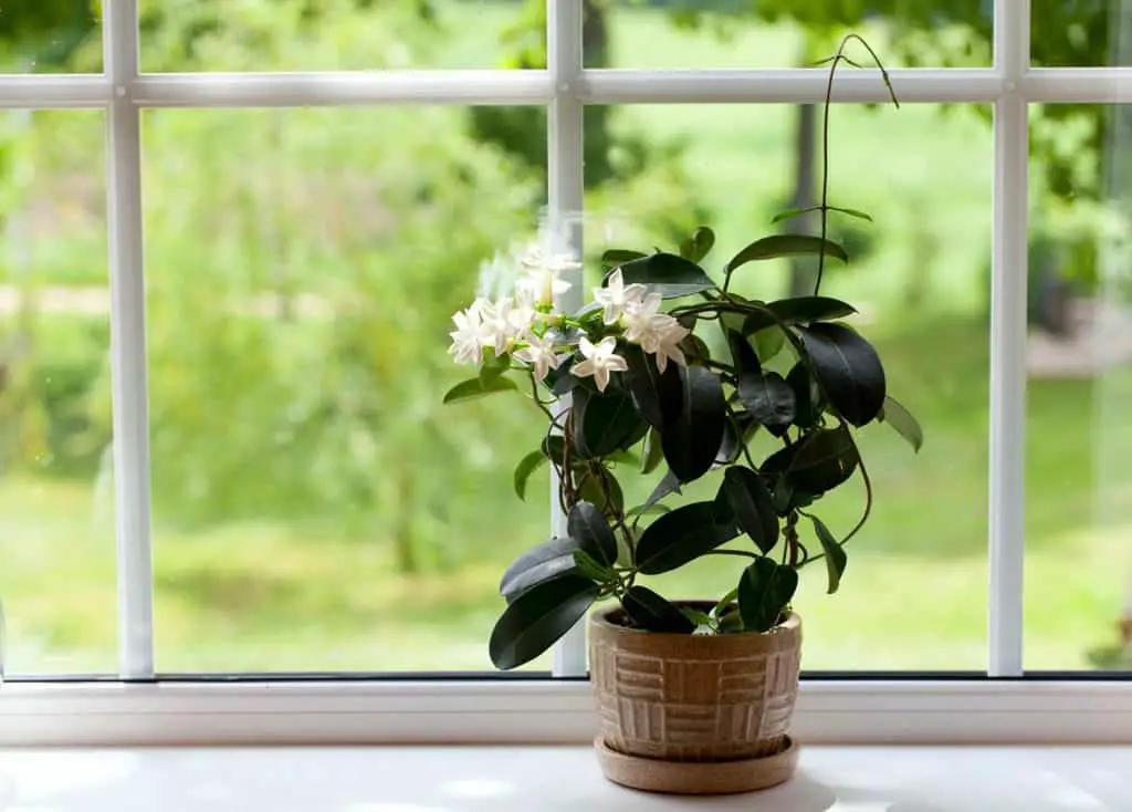 5 sleep enhancing bedroom plants