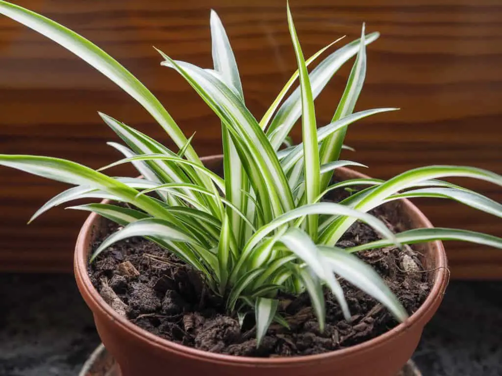 5 sleep enhancing bedroom plants