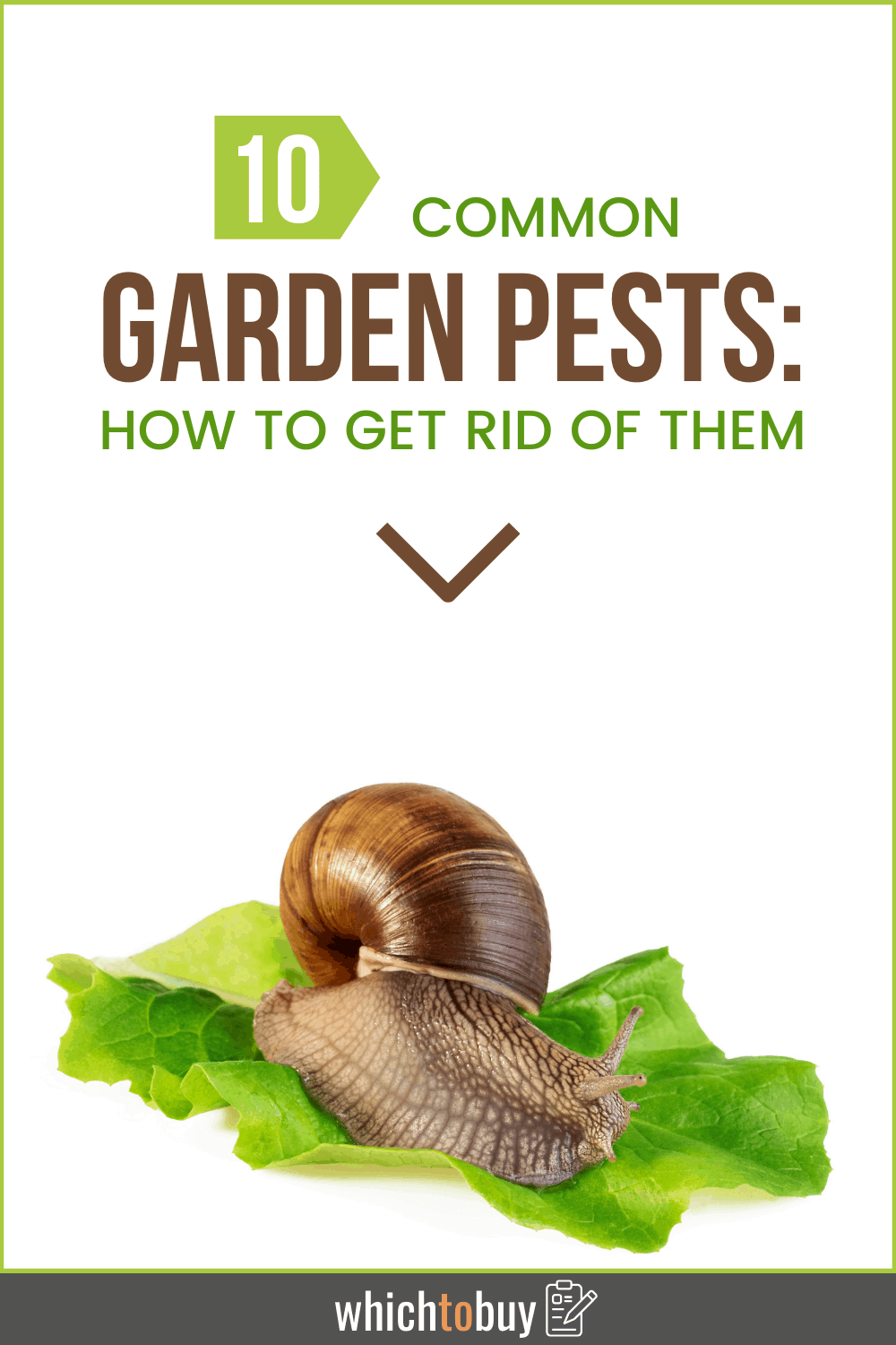 10 Common Garden Pests: How to Get Rid of Them and Have a ...