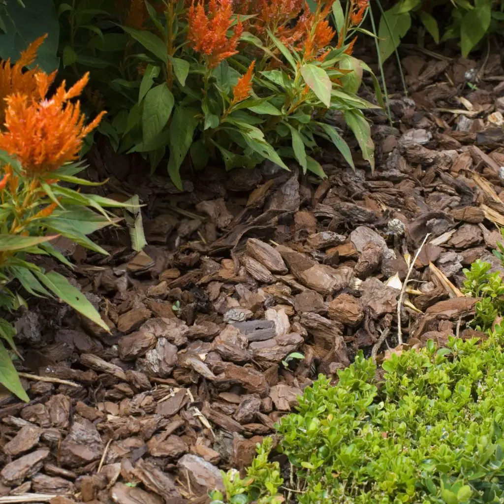 ultimate guide to mulching