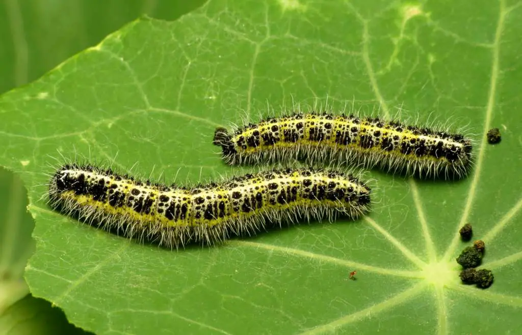 common garden pests