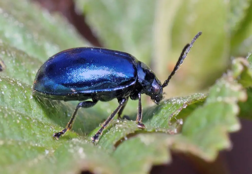 10 Common Garden Pests: How to Get Rid of Them and Have a Healthy ...