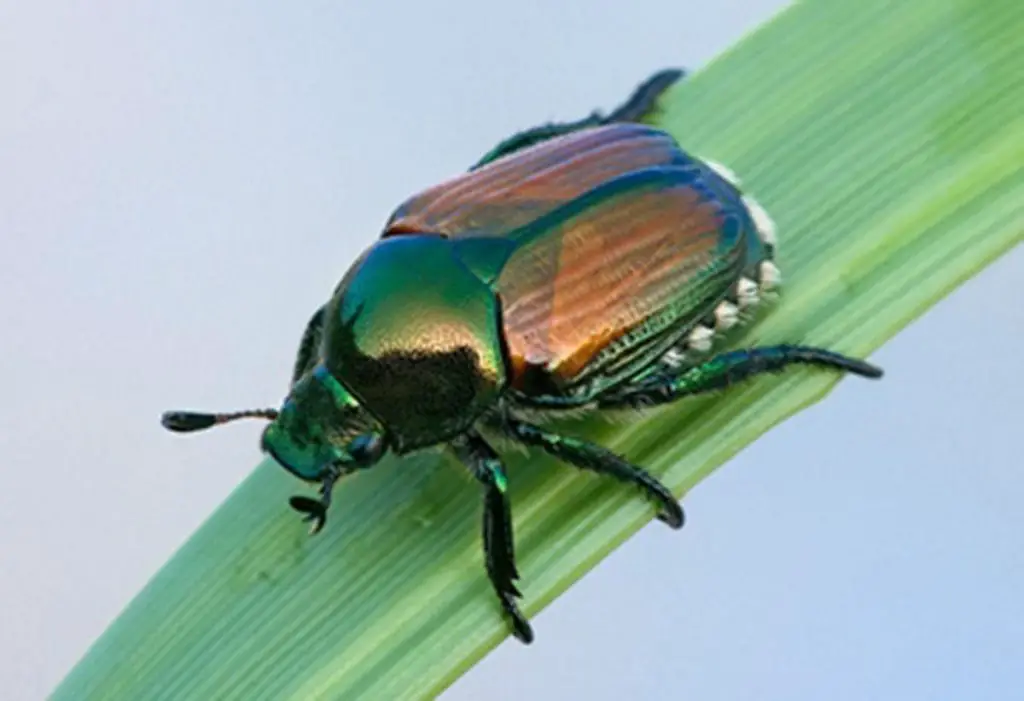 common garden pests