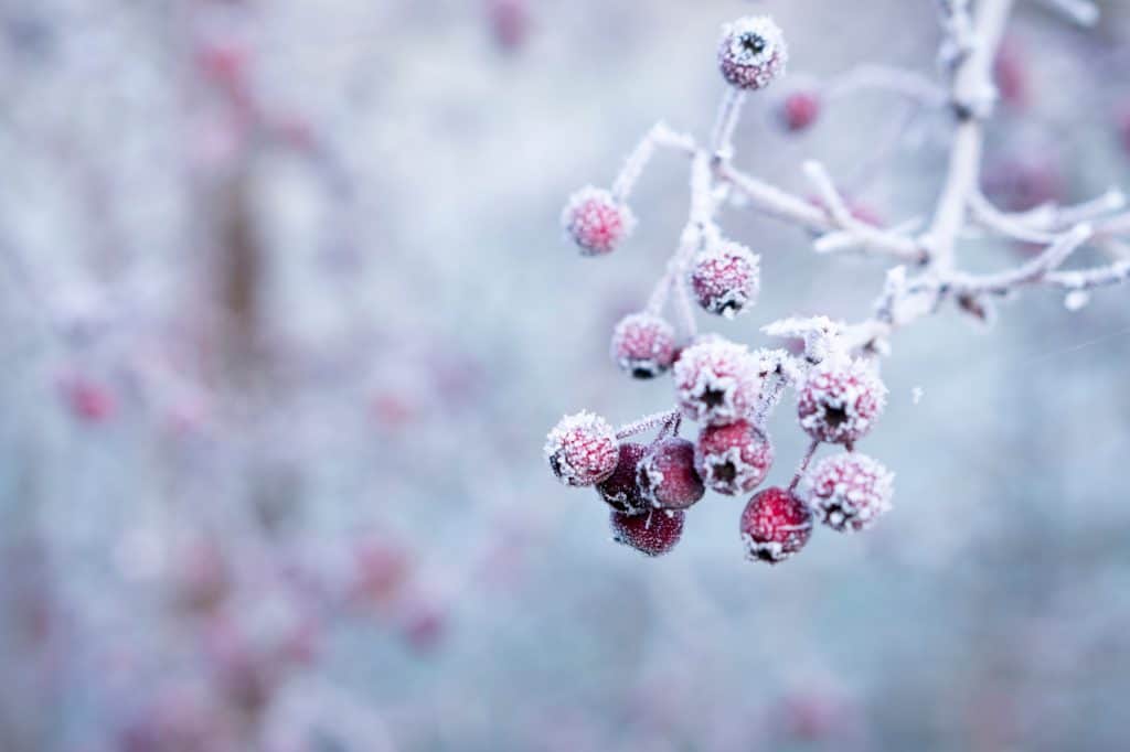 how to brighten a dull winter garden