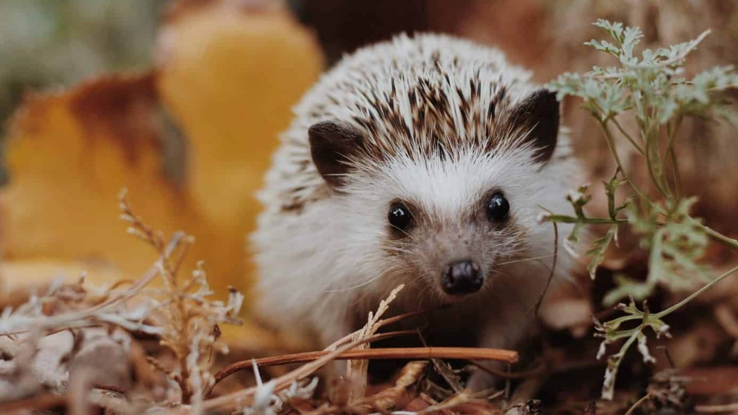 The Ultimate Guide to Hedgehogs – Learn More About This Very Exciting Creature