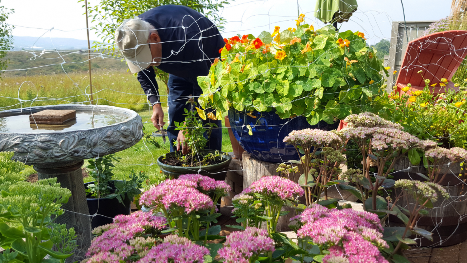 Garden Netting – Best Way to Protect Your Garden