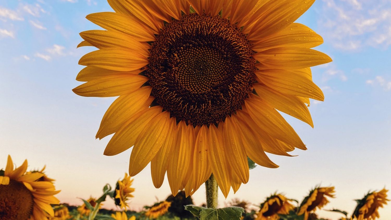Ultimate Tips And Guides For Starting A Sunflower Garden