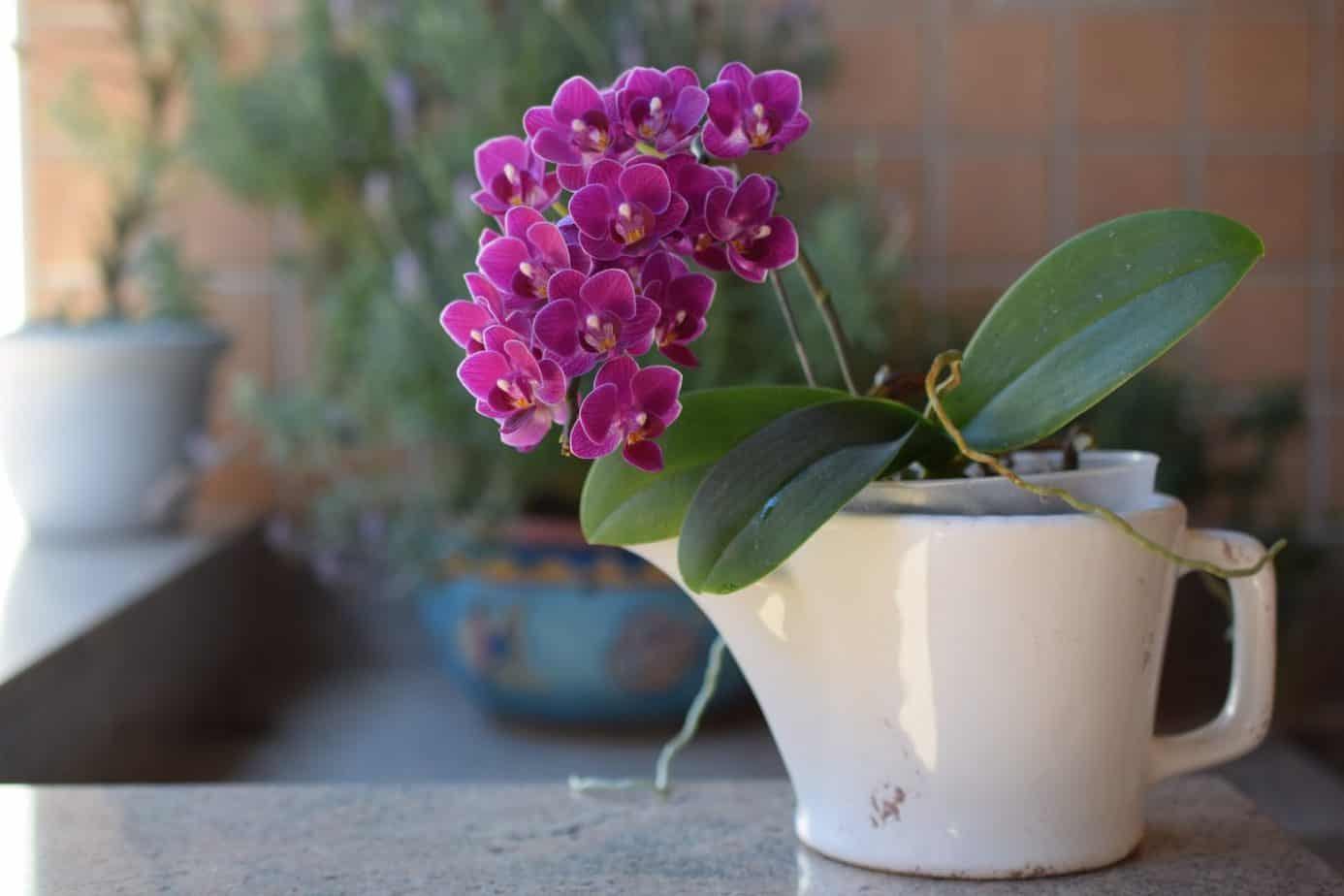 Orchid Stands The Best Buying Guide Which to buy?