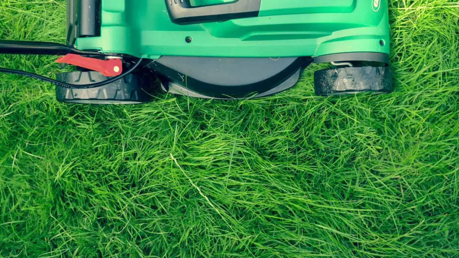 The Ultimate Buying Guide For Crabgrass Puller