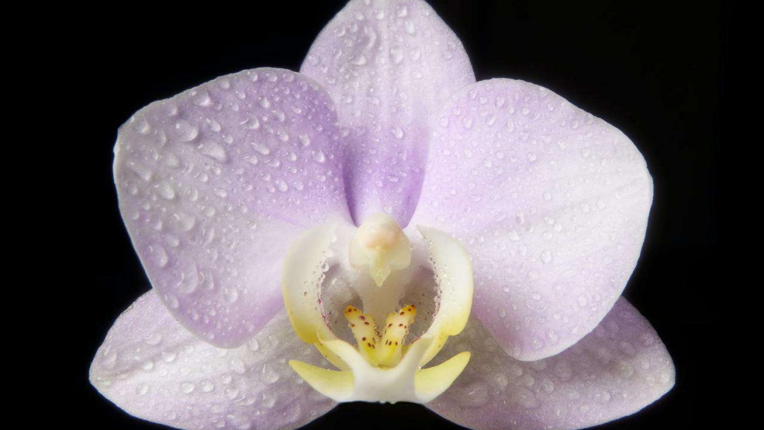 7 Easy Steps On How To Grow Your Hanging Orchids