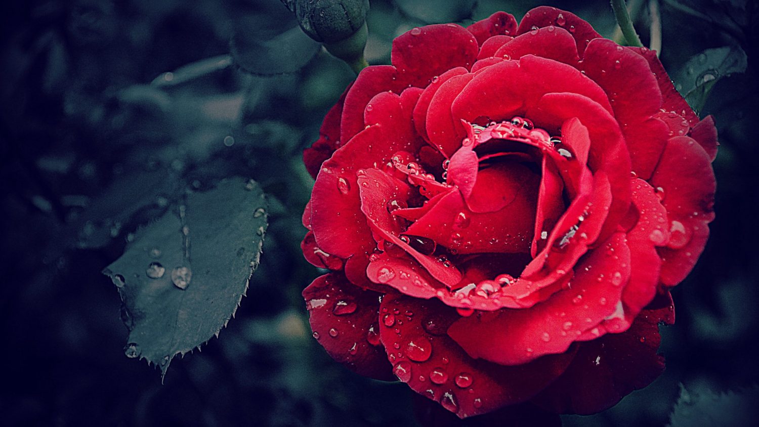 8 Beautiful Flowers That Look Like Roses
