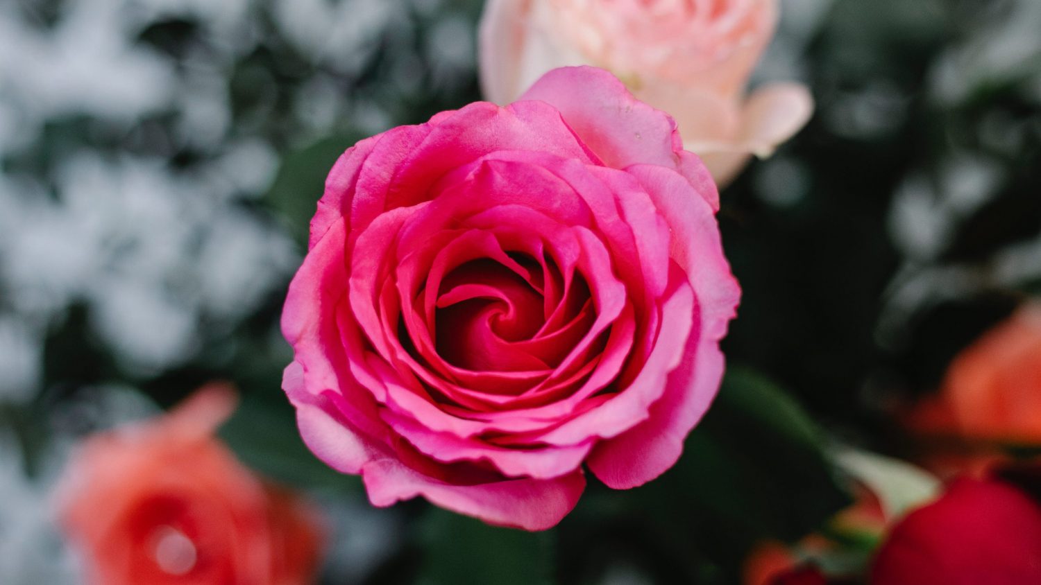 10 Beautiful Pink Rose Bush Varieties