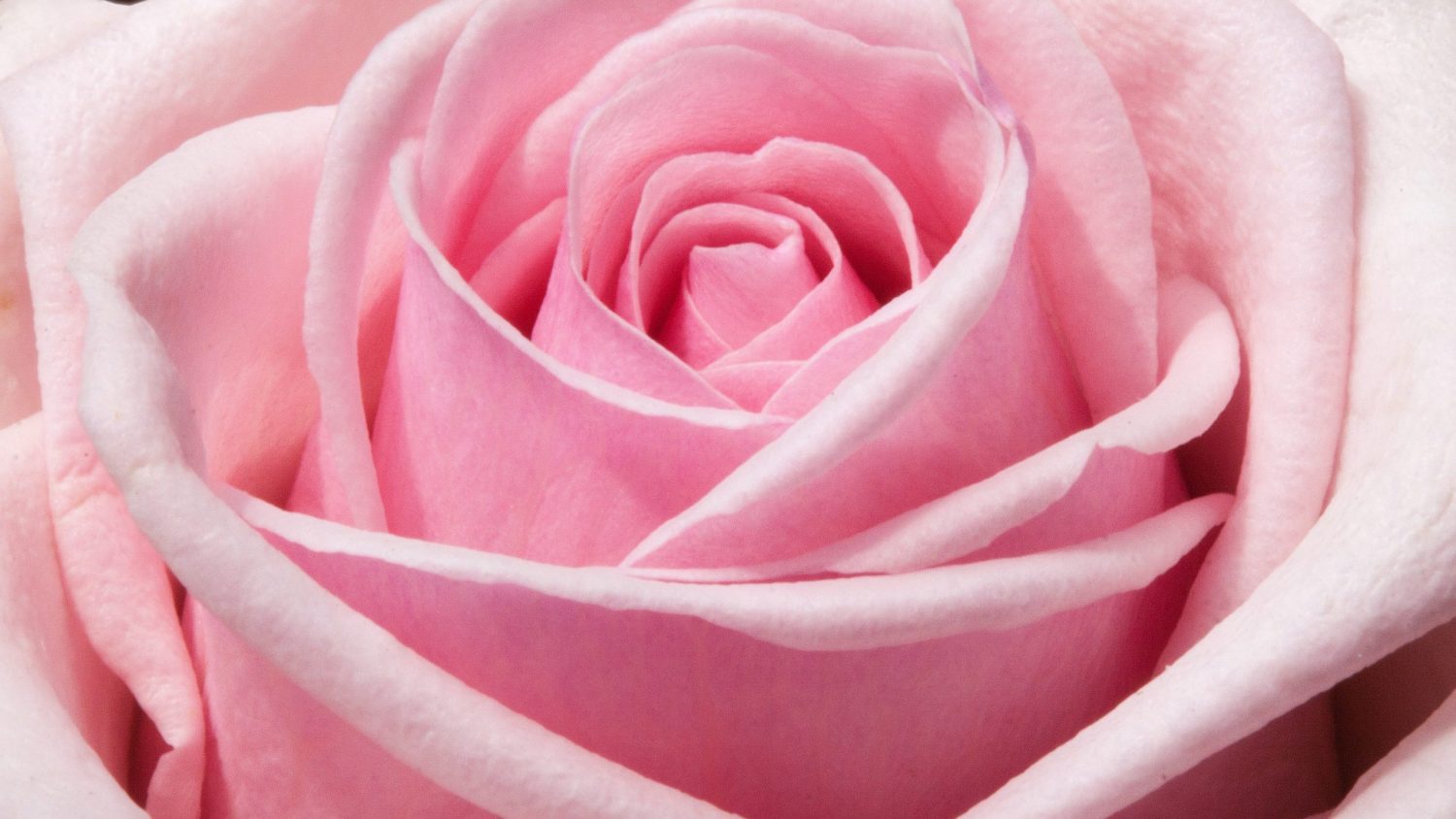 8 Heirloom Rose Varieties To Consider For Your Garden