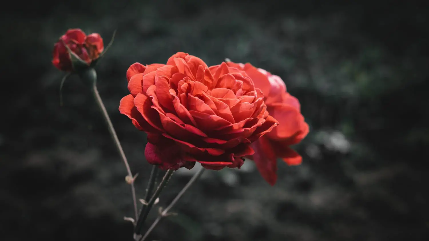 7 Popular Varieties Of Dark Red Rose