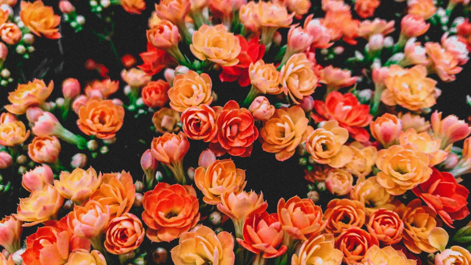 9 Beautiful Orange Rose Bush Varieties