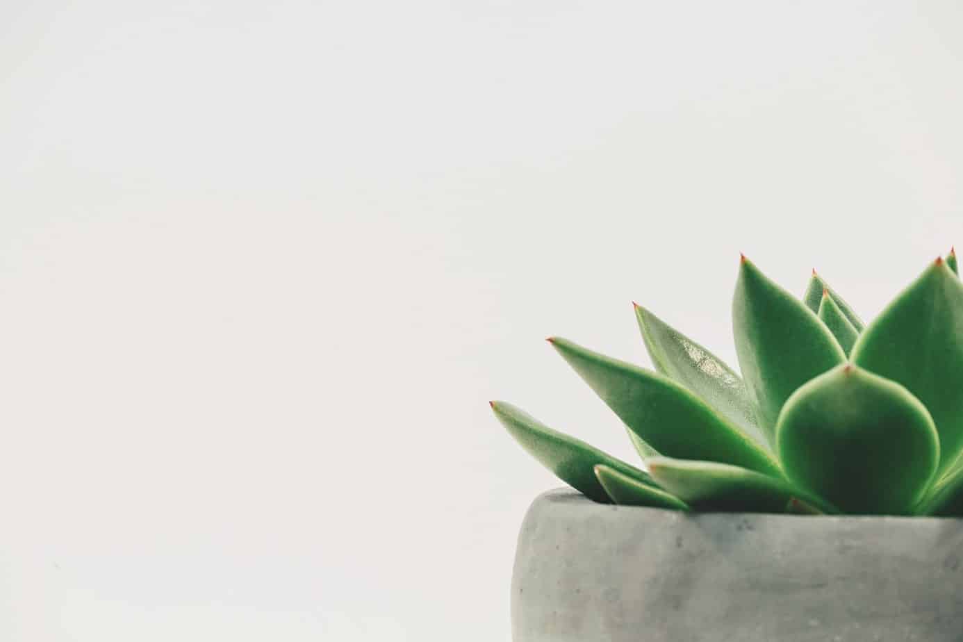 How To Plant Succulent Seeds? A Useful Step by Step Guide