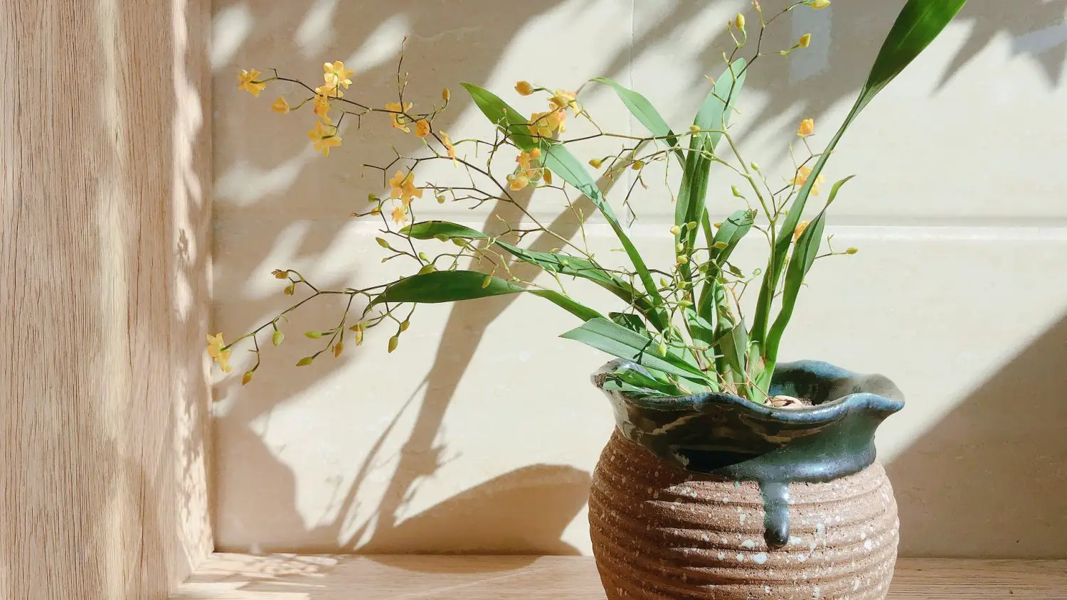 6 Best Indoor Orchid Pots