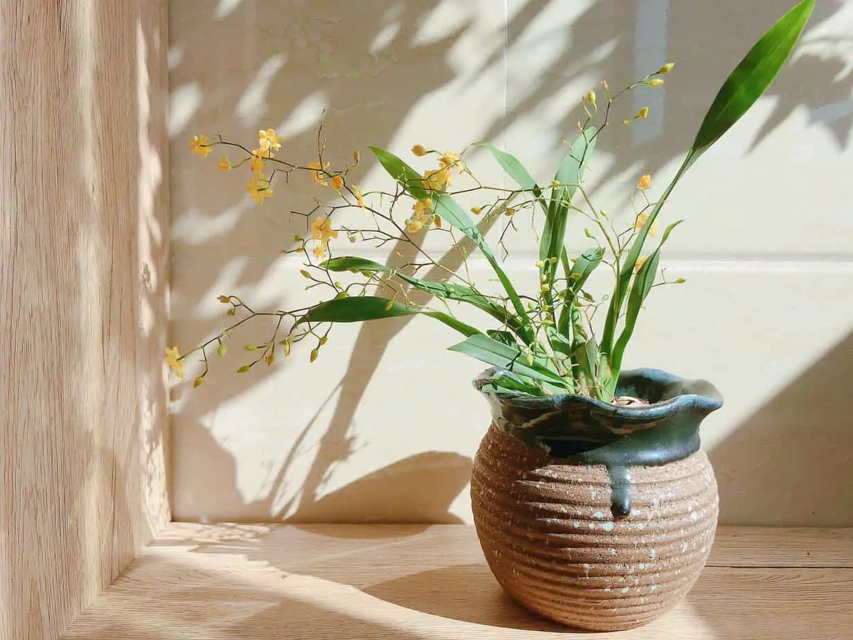 indoor orchid pots