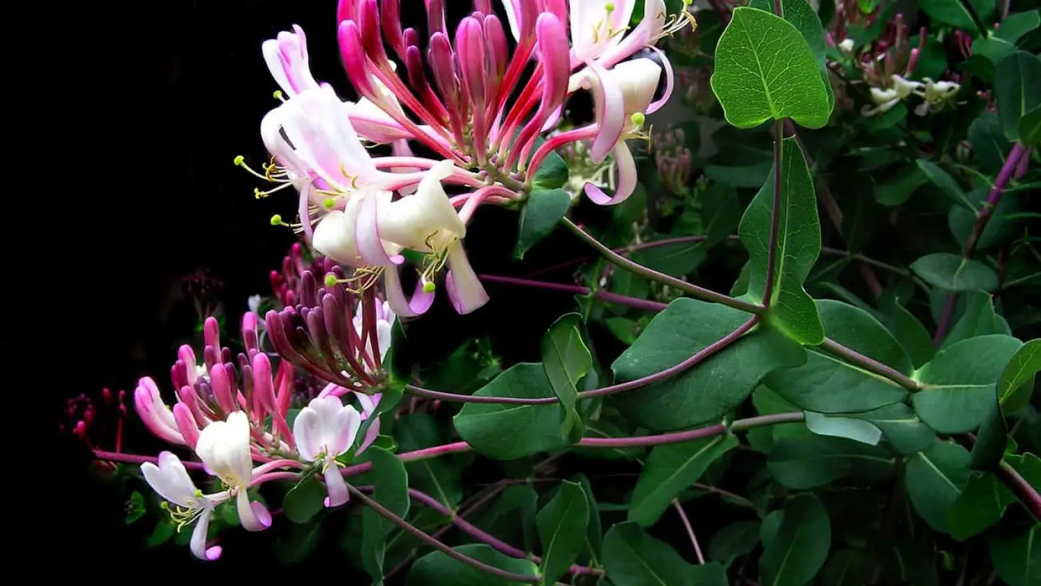 Muicle (Honeysuckle)-10 Great Health Benefits You Should Know
