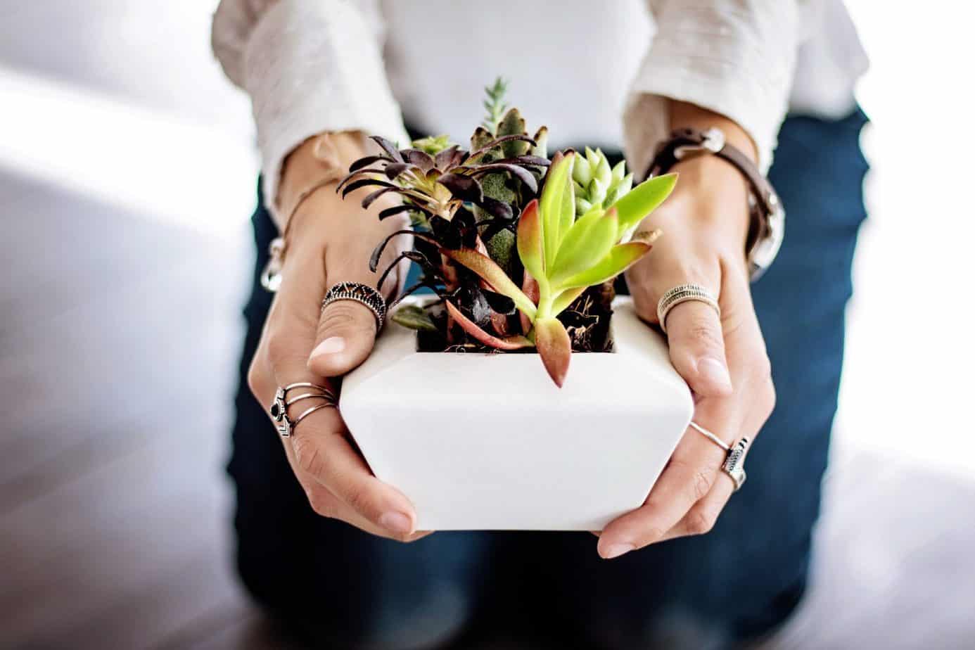 How To Plant Succulent Seeds? A Useful Step by Step Guide