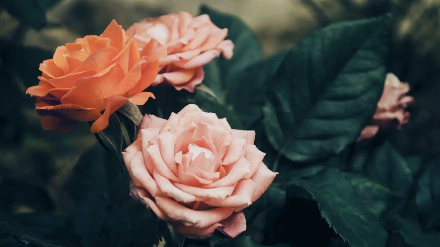 8 Beautiful And Unique Roses To Grow