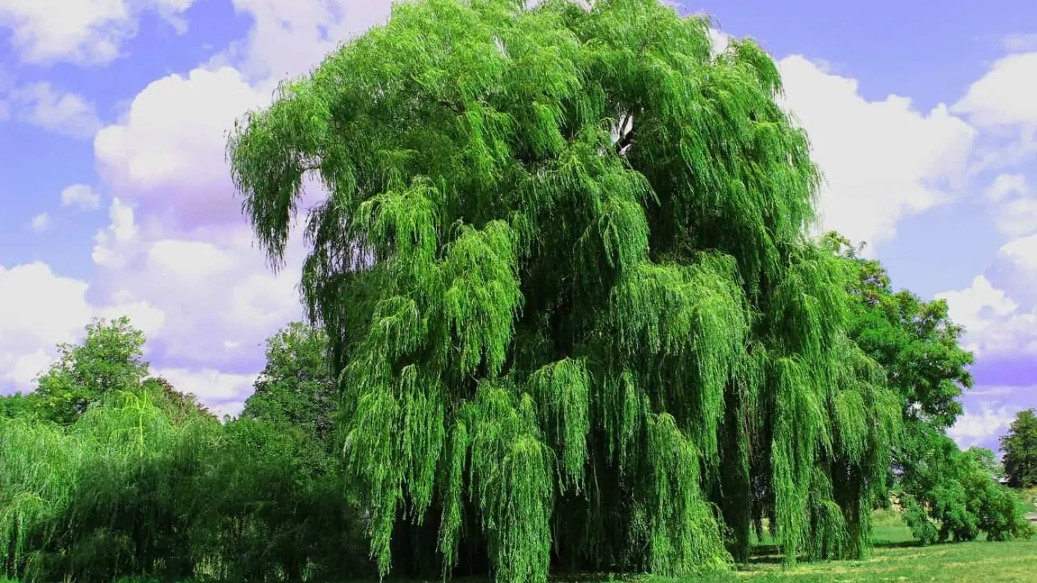 How To Grow A Willow Hybrid Tree- Useful Tips