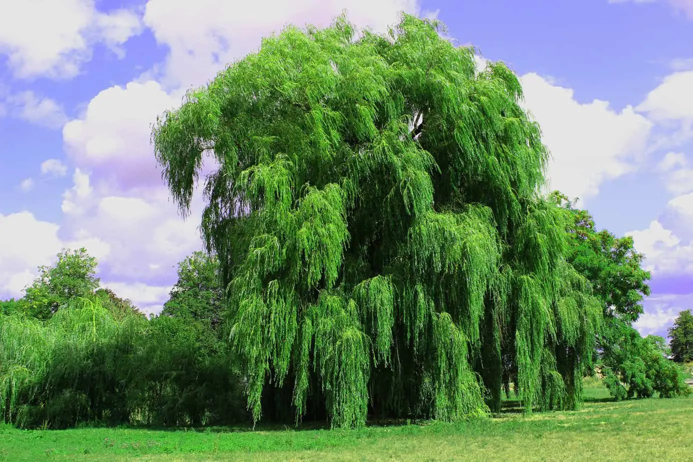 willow hybrid tree