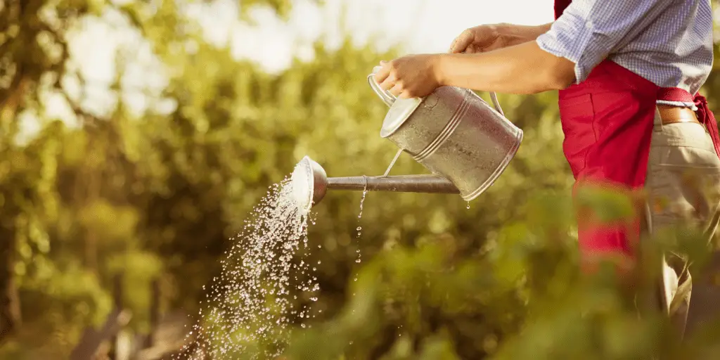 Plant Watering Tools