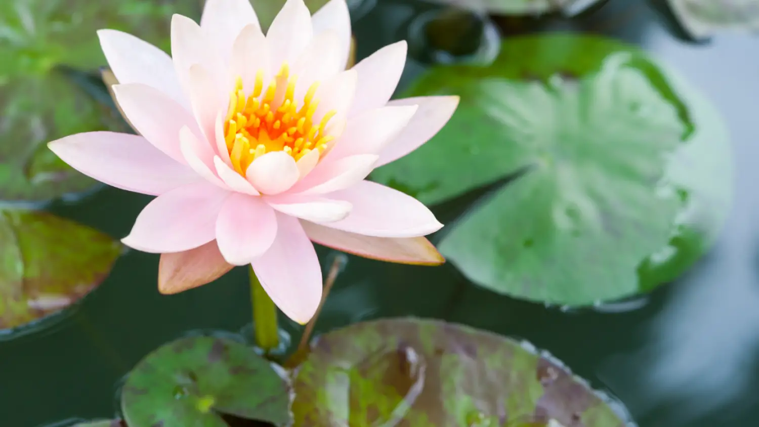 10 Best Pond Decorations For A Small Garden Pond