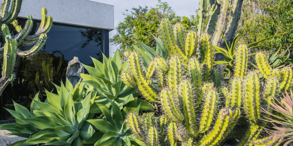 front yard cactus garden ideas