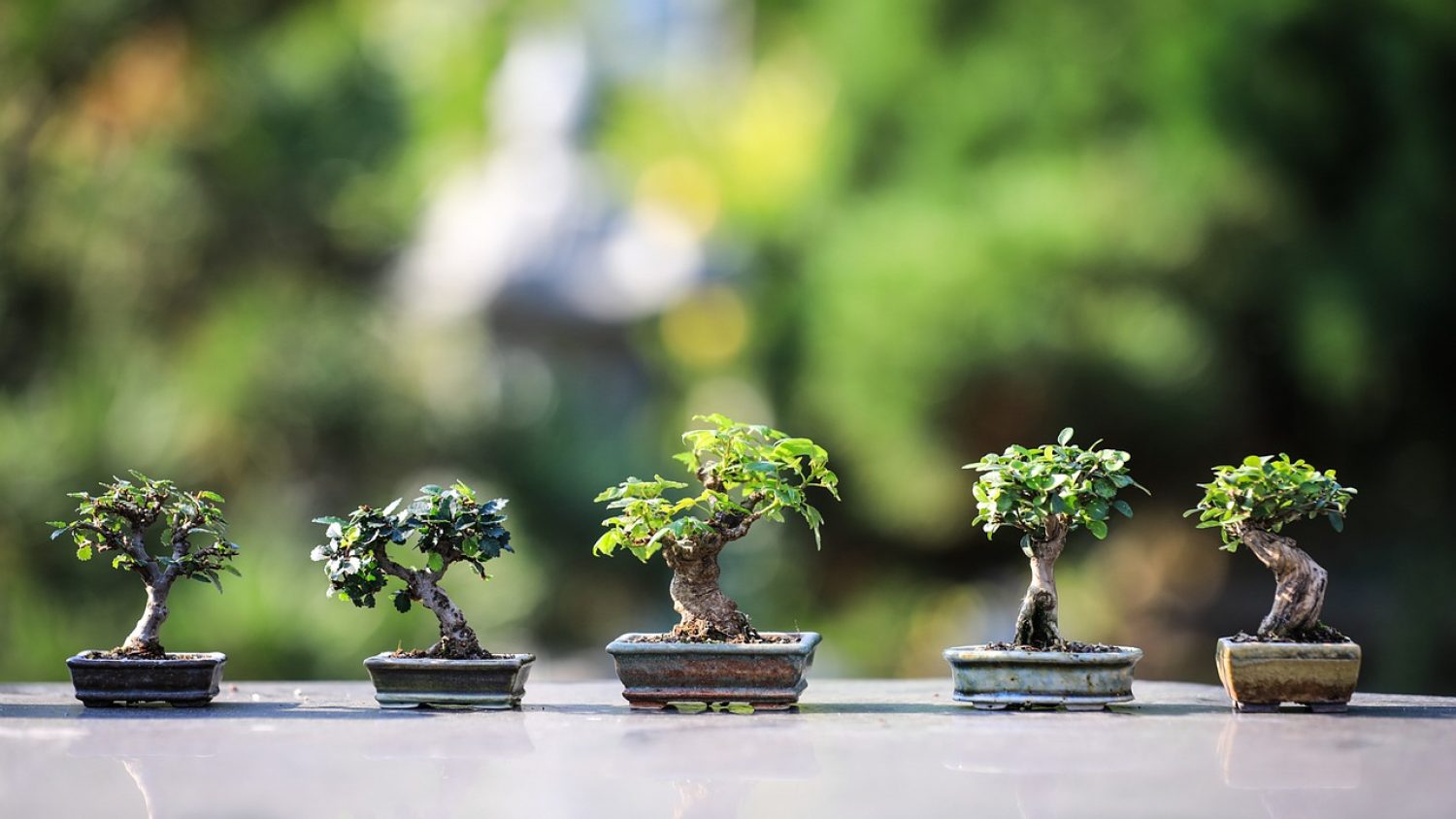 How To Start A Indoor Bonsai Garden?