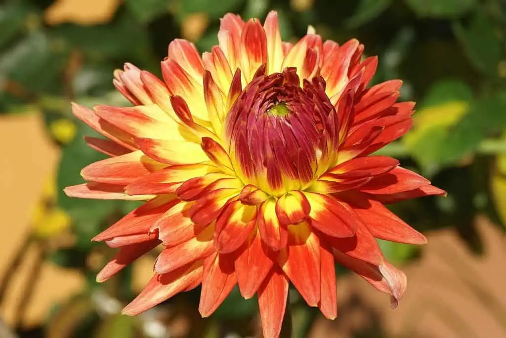 10 Beautiful Orange Perennials Best Orange Flowers For Your Garden