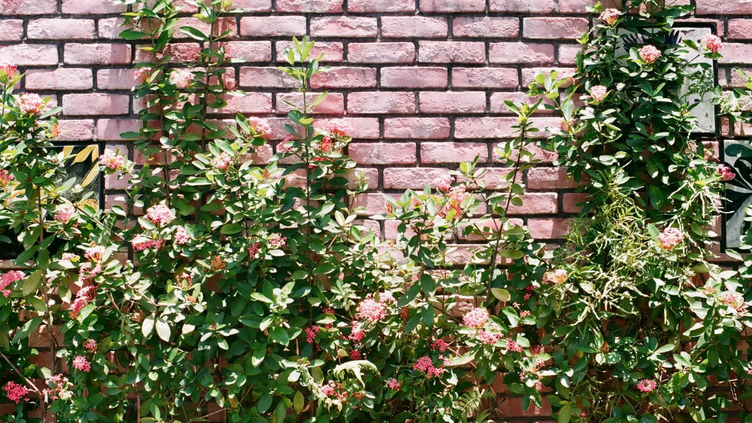 9 Best Garden Wall Ideas